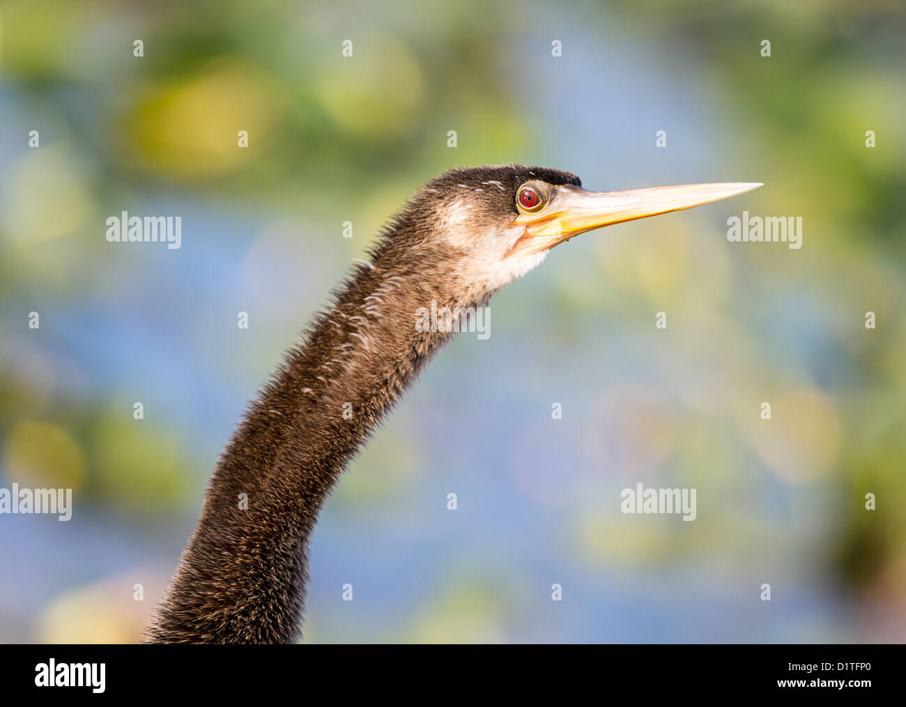 Oiseau anhinga rétroéclairé avec close up de la tête et des yeux rouges dans Everglades de Floride Banque D'Images