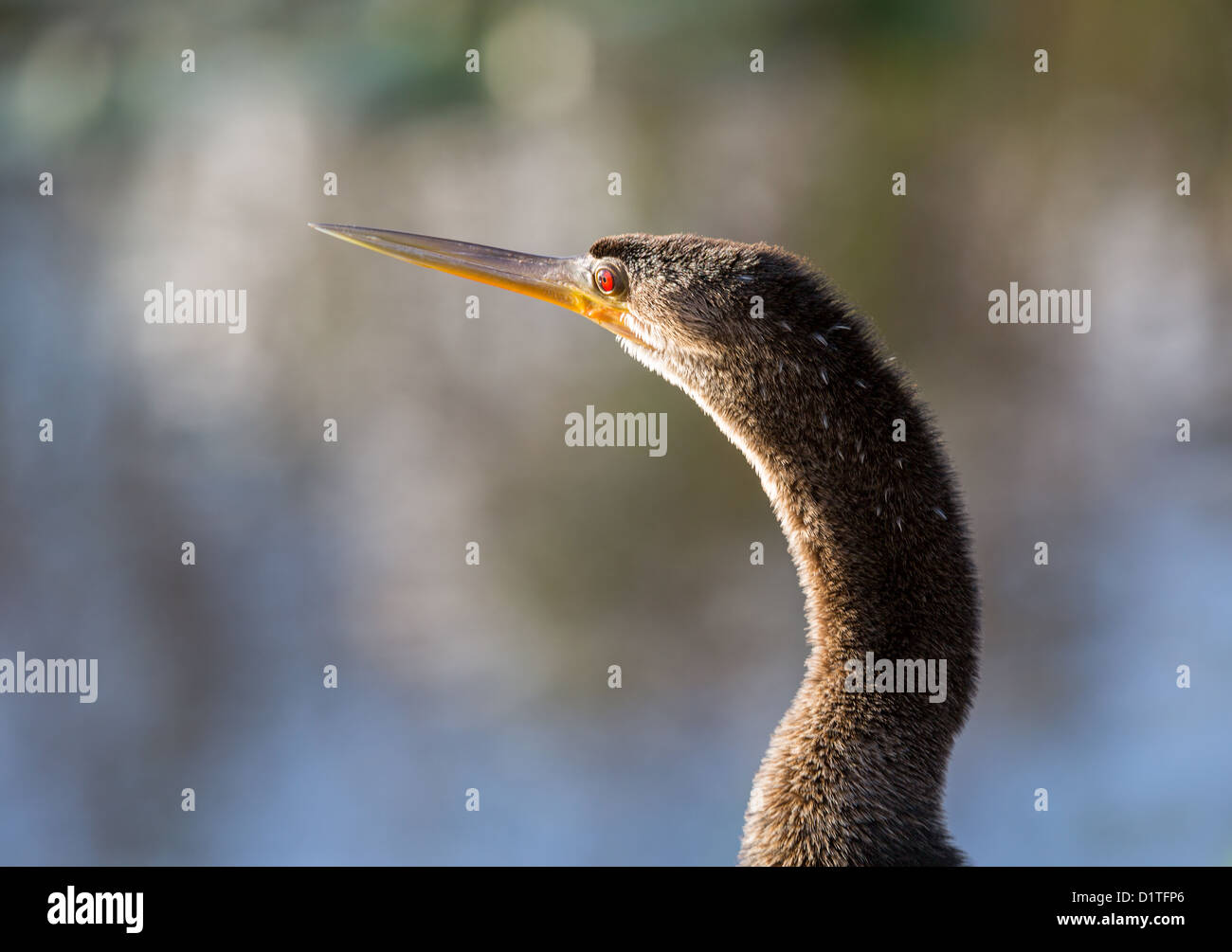 Oiseau anhinga rétroéclairé avec close up de la tête et des yeux rouges dans Everglades de Floride Banque D'Images