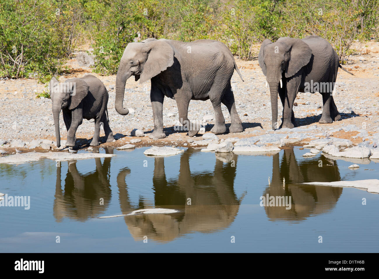 Trois points d'approche des éléphants dans le parc national d'Etosha, Namibie Banque D'Images
