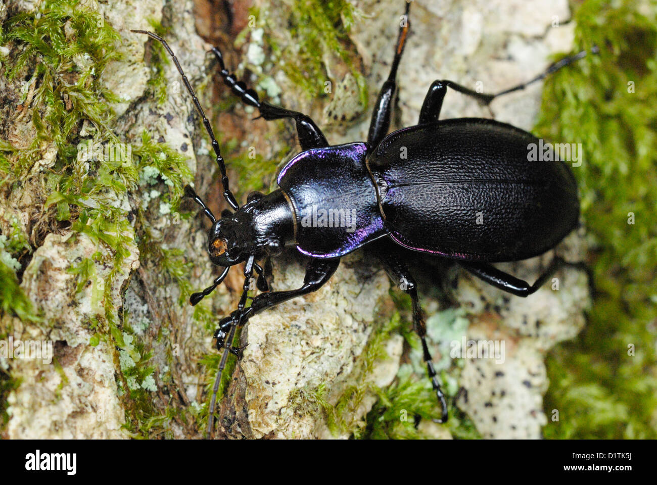 Zabre Insecte Ground beetles Banque de photographies et d’images à haute résolution ...
