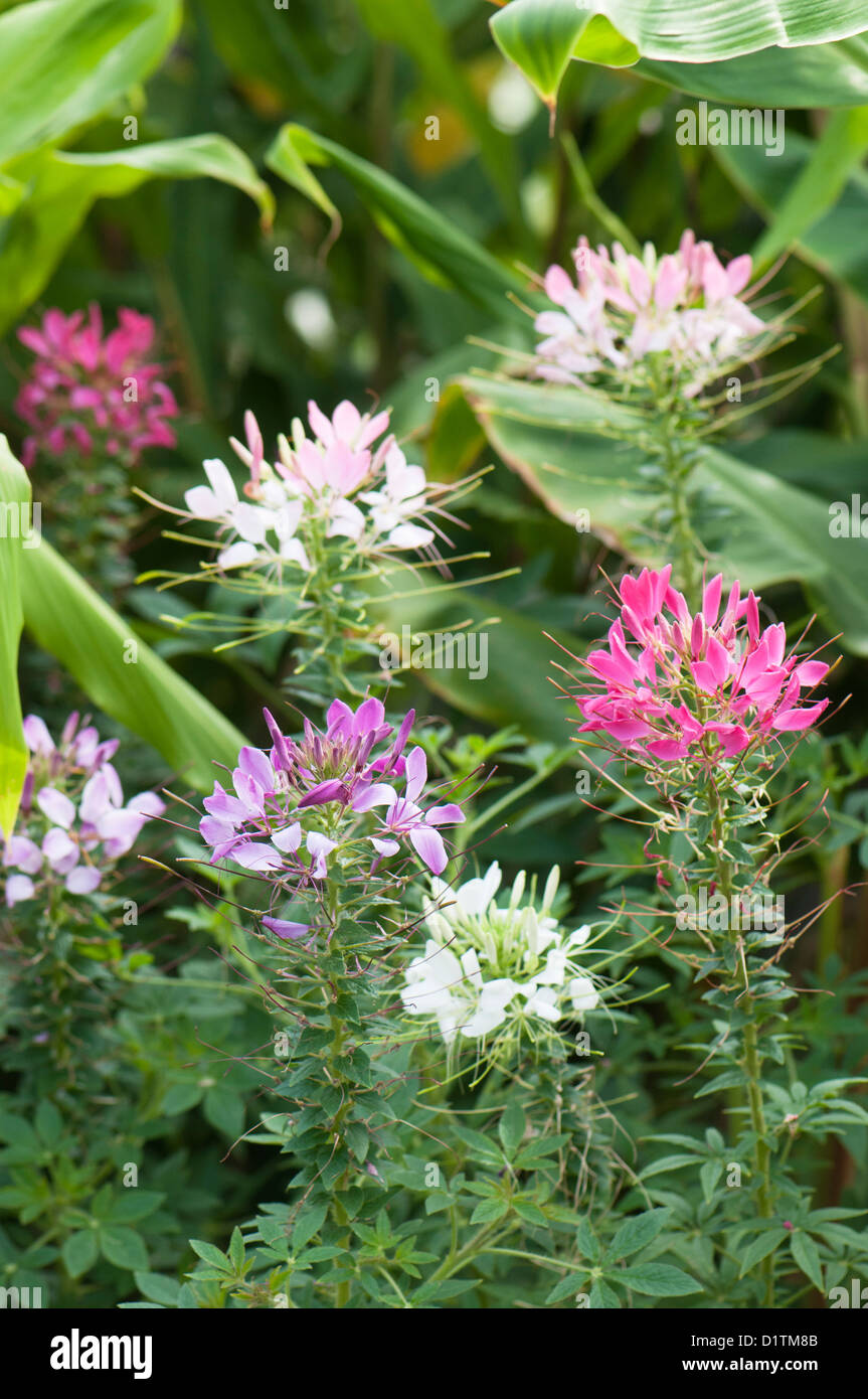 Cleome hassleriana 'F1', Mixte Odyssee Fleur araignée Banque D'Images