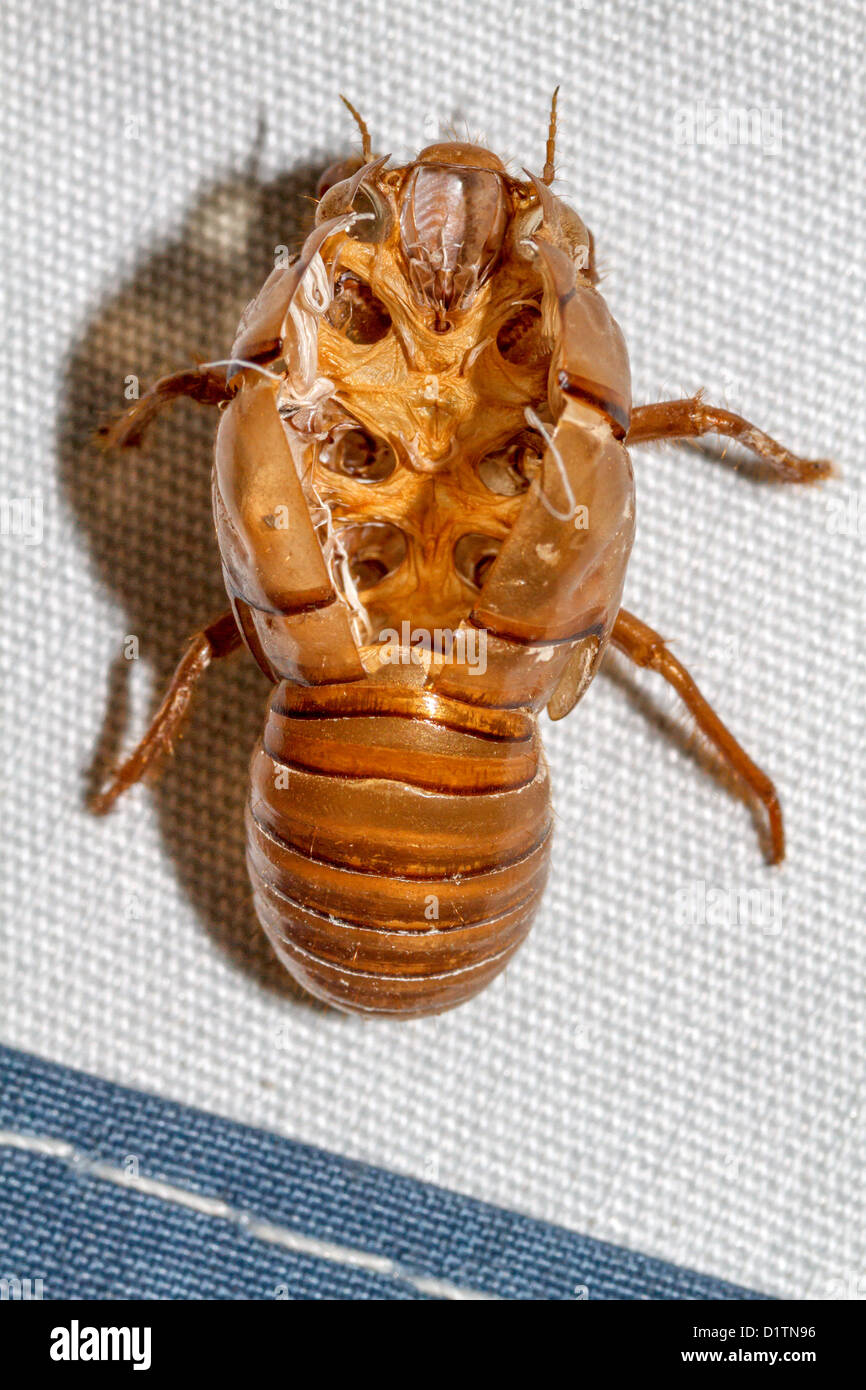 La nymphe de l'exosquelette ou la peau laissés par une nouvelle Cigales Banque D'Images