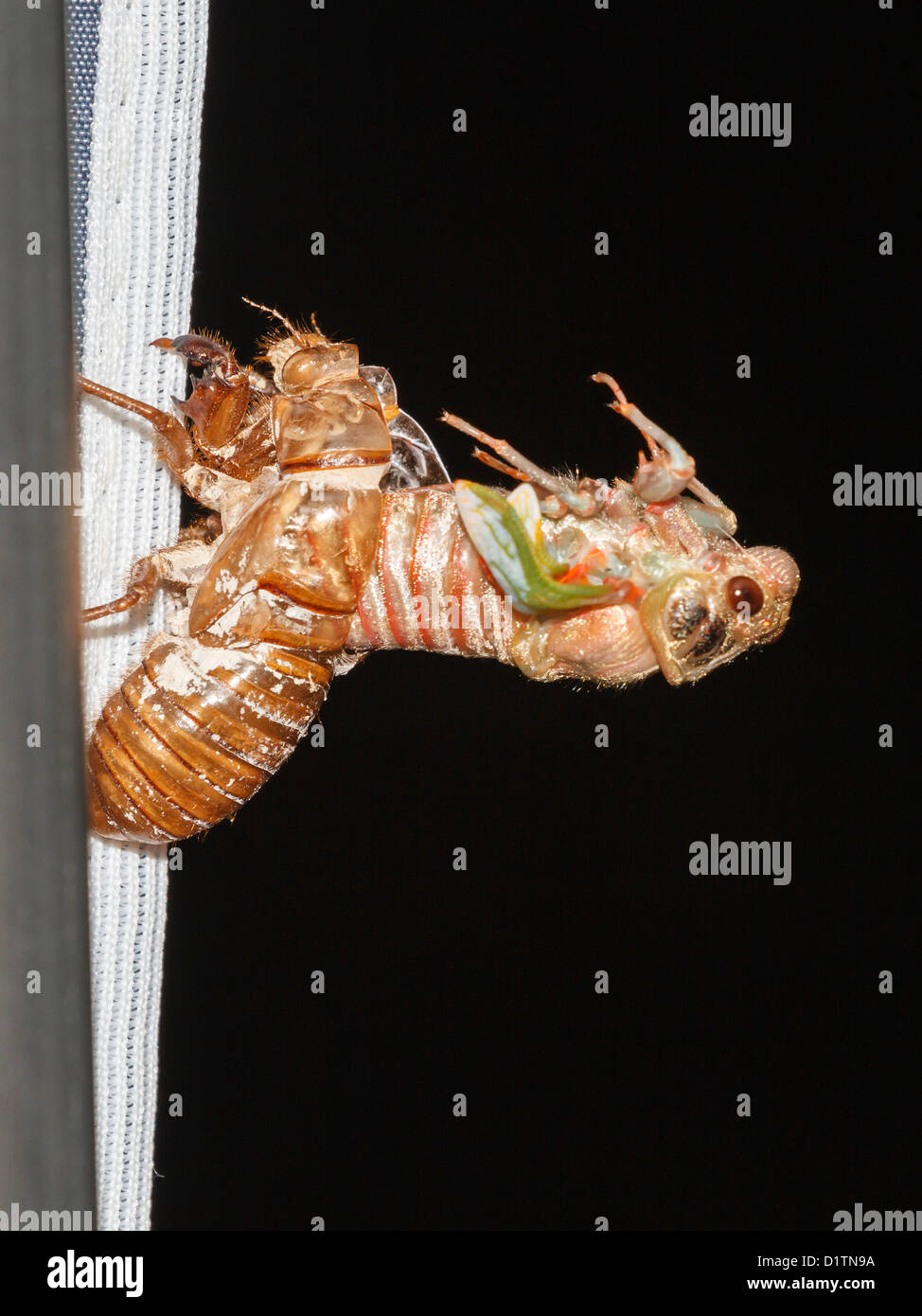 L'exosquelette nymphe Cigales Banque D'Images