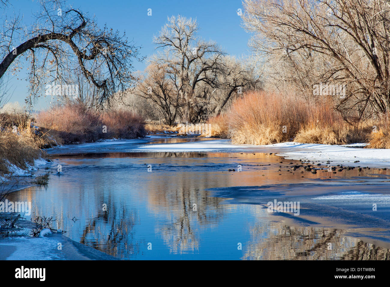 Cache partiellement gelé la poudre River à Fort Collins, Colorado encadrée de peupliers Banque D'Images