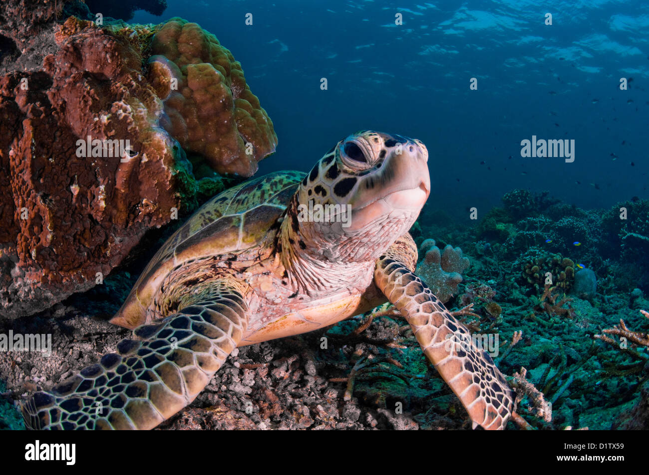 La tortue verte (Chelonia mydas) frotter le dos à un gros bloc de corail, South Point, Sipadan, Sabah, Malaisie Banque D'Images