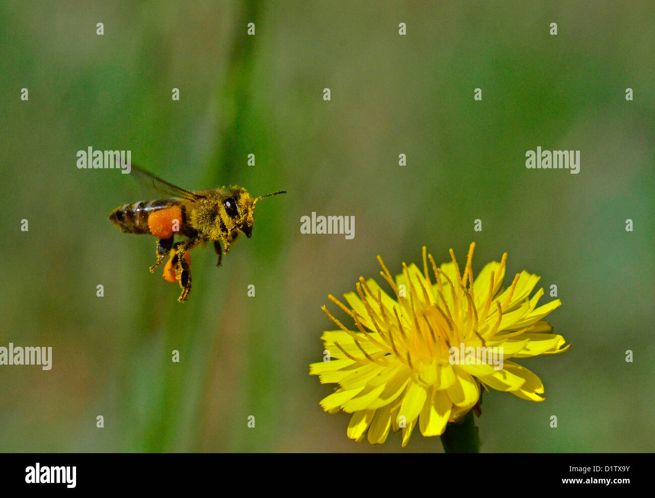Photo macro d'insectes et fleurs d'Afrique du Sud. L'Afrique de l'Flying Bee pollen plein de . Banque D'Images