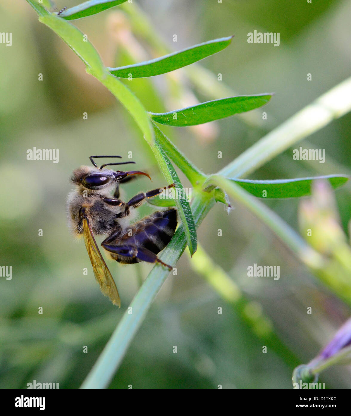 Photo macro d'insectes et fleurs d'Afrique du Sud. L'abeille africaine reposant sur une plante. Banque D'Images