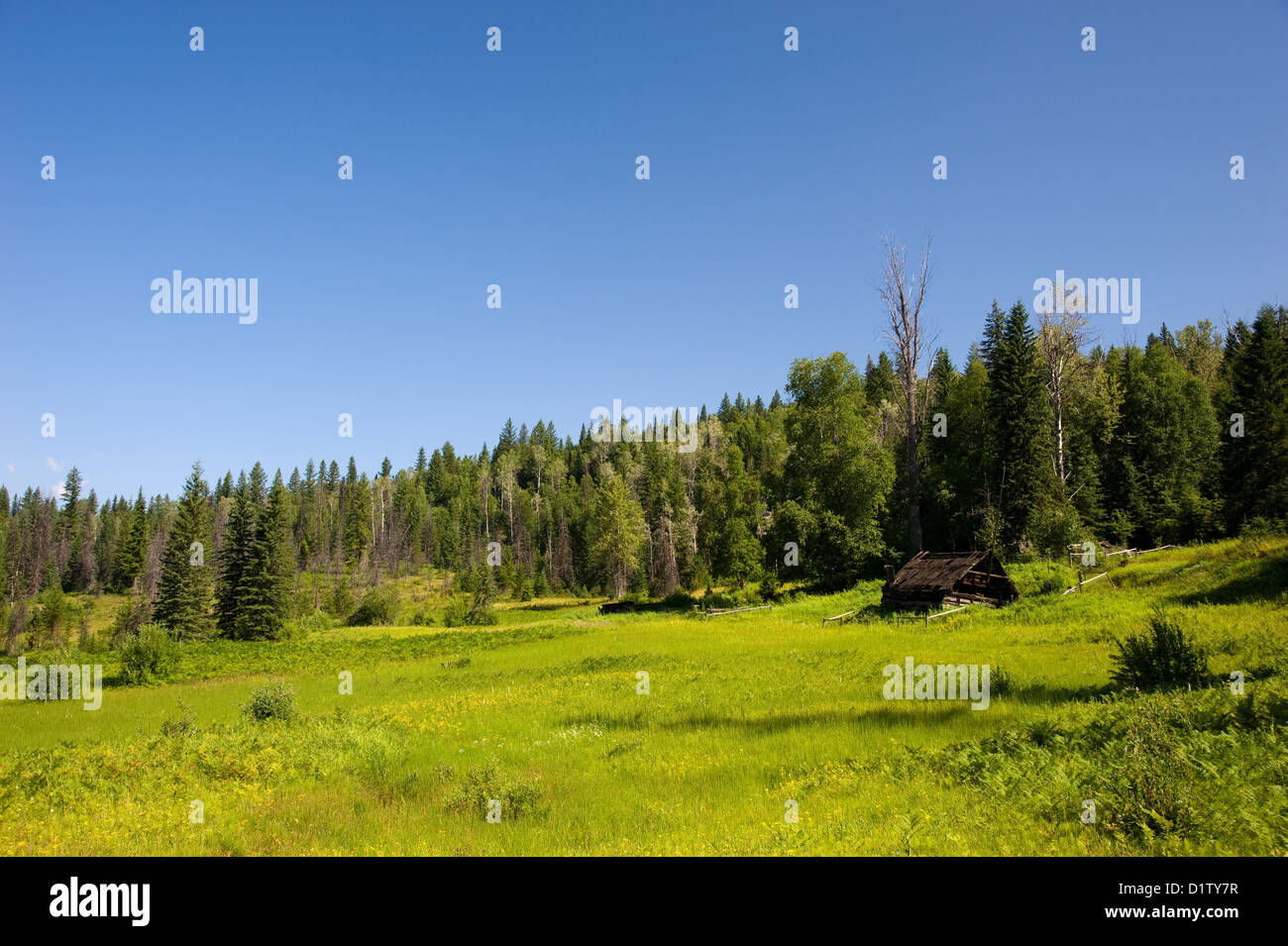 Ruines d'une vieille ferme dans le désert entre prairie et forêt Banque D'Images