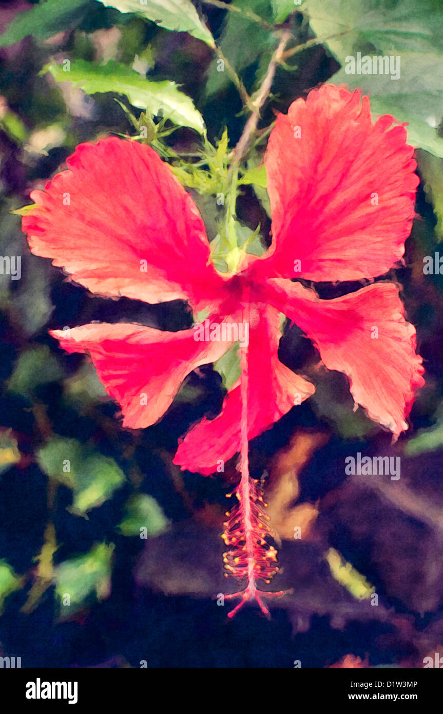 Fleur exotique rouge Banque D'Images