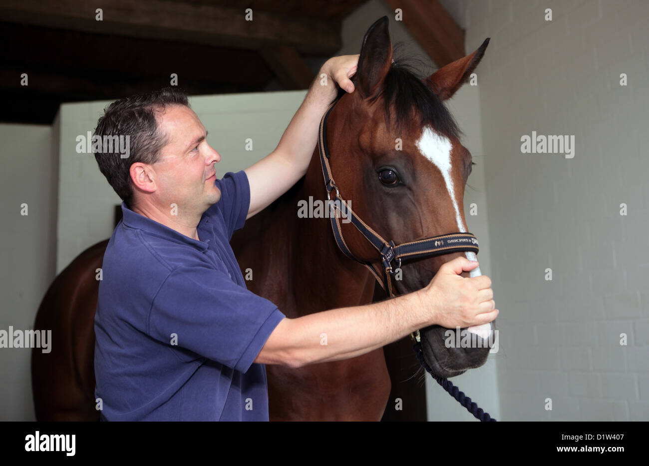 Kuchelmiß, Allemagne, vet balaie le cou d'un cheval Banque D'Images