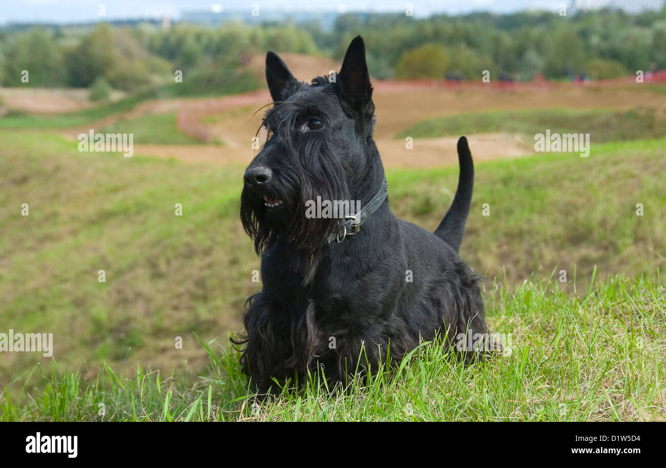 Le Scottish Terrier (Scottie) Banque D'Images