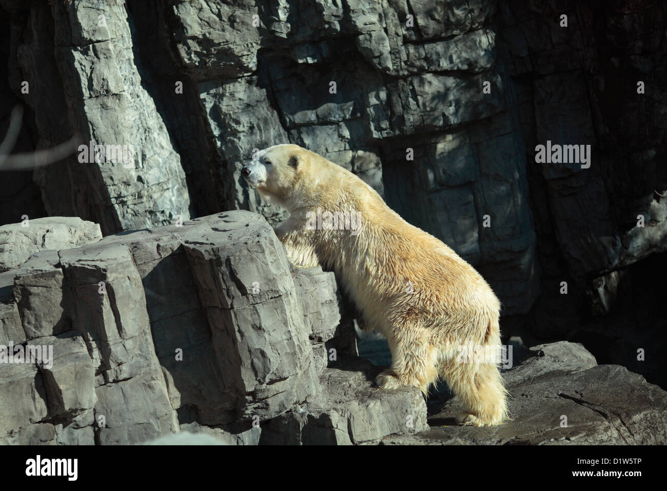 Un ours polaire dans Central Park Zoo, la ville de New York Photo Stock -  Alamy