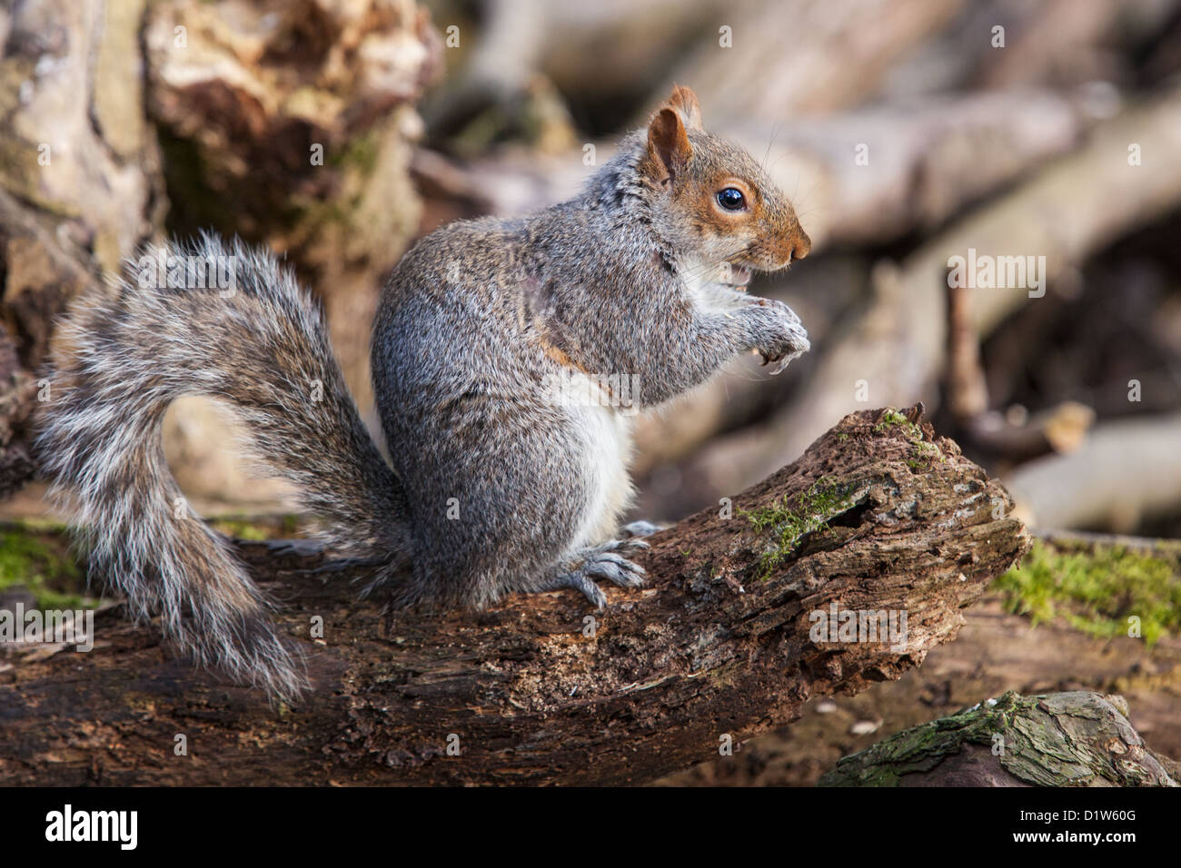 L'écureuil gris (Sciurus carolinensis) assis sur la branche tombée à Woodland, side view Banque D'Images