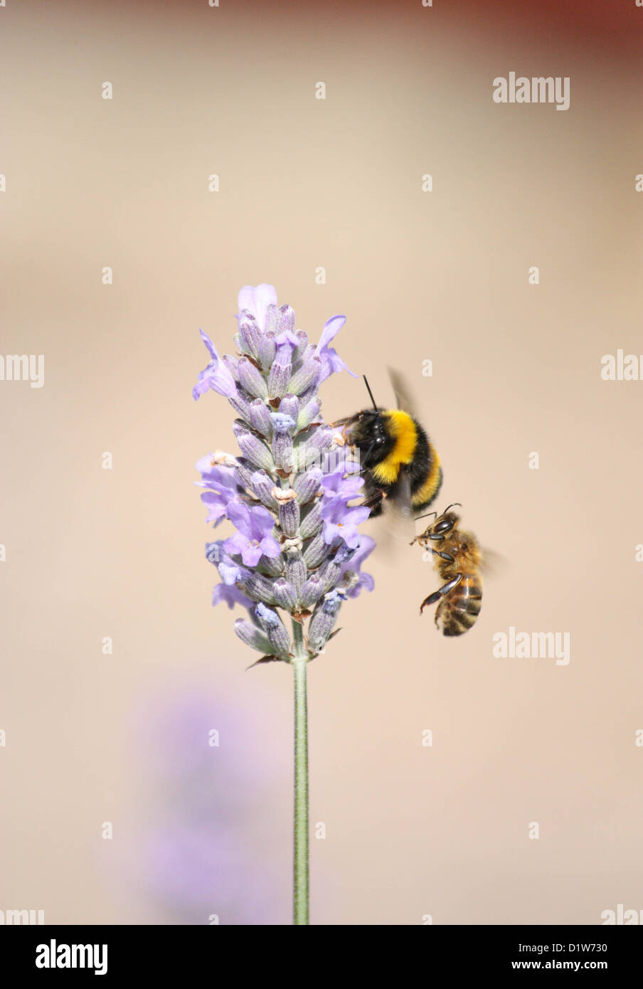 Deux abeilles sur Lavender Plant Banque D'Images