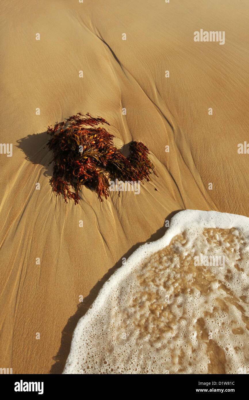 Une vague à propos de laver plus d'algues sur une plage. Banque D'Images