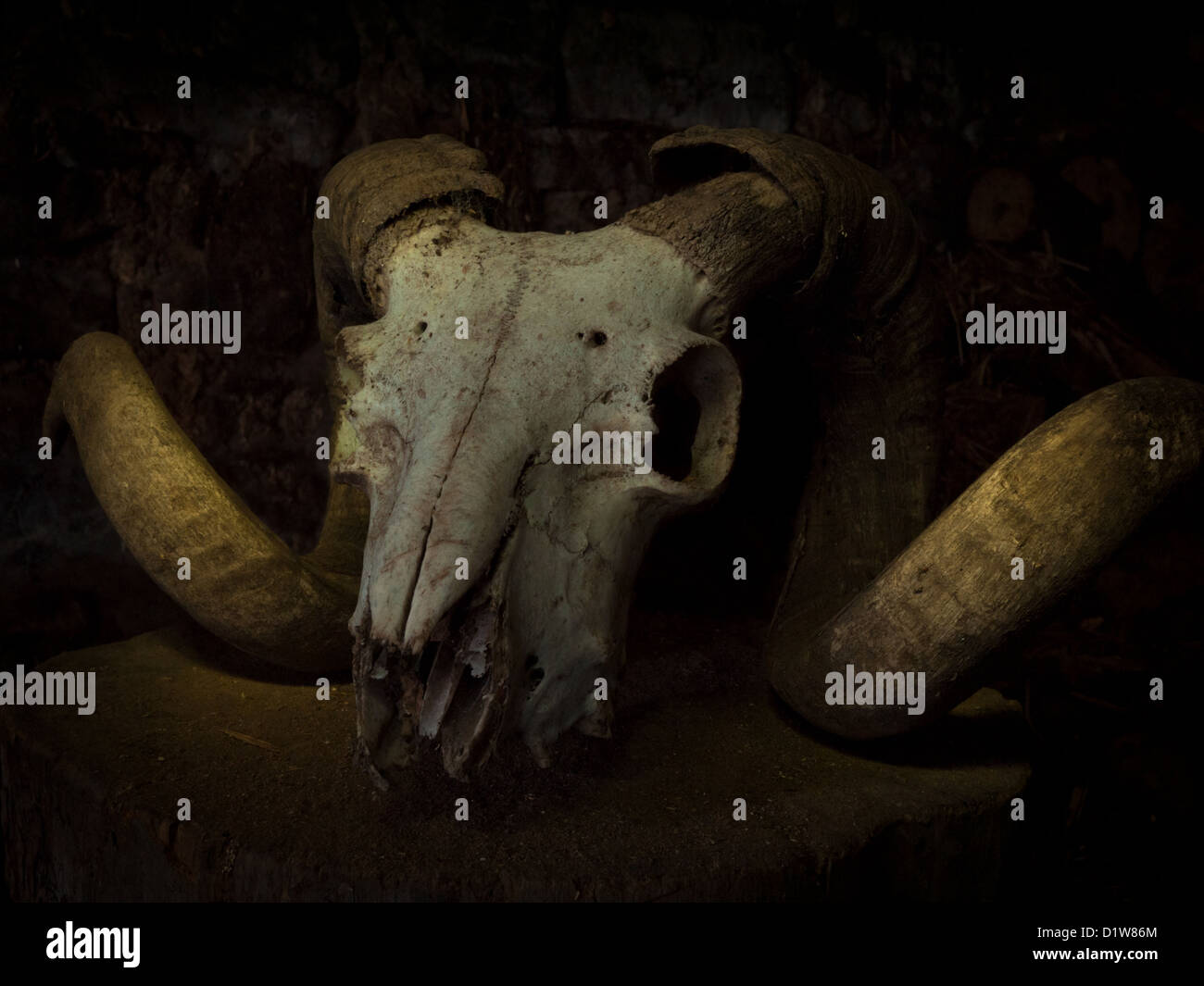 Close-up, clé de l'image faible ram propre crâne avec cornes recourbés assis sur un bloc en bois sombre dans une grange. Banque D'Images