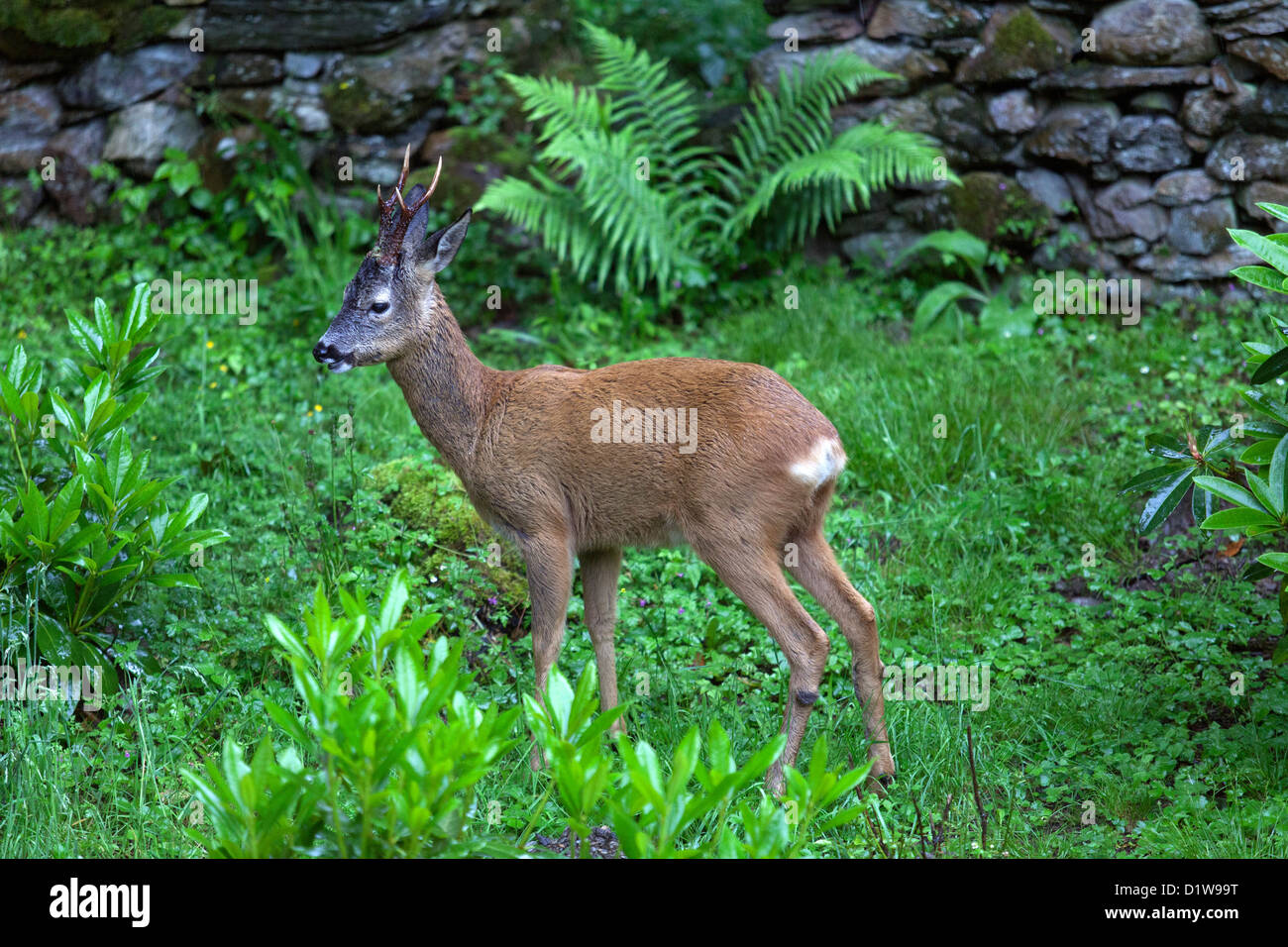Les chevreuils adultes buck avec bon bois, en Cumbria, Lake District, Angleterre Banque D'Images
