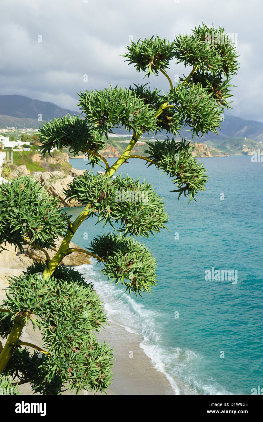 Espagne, Andalousie - Nerja, à l'est de Malaga. À l'est jusqu'à la plage et sur la côte au-delà de la ville, avec des fleurs d'agave spike. Banque D'Images