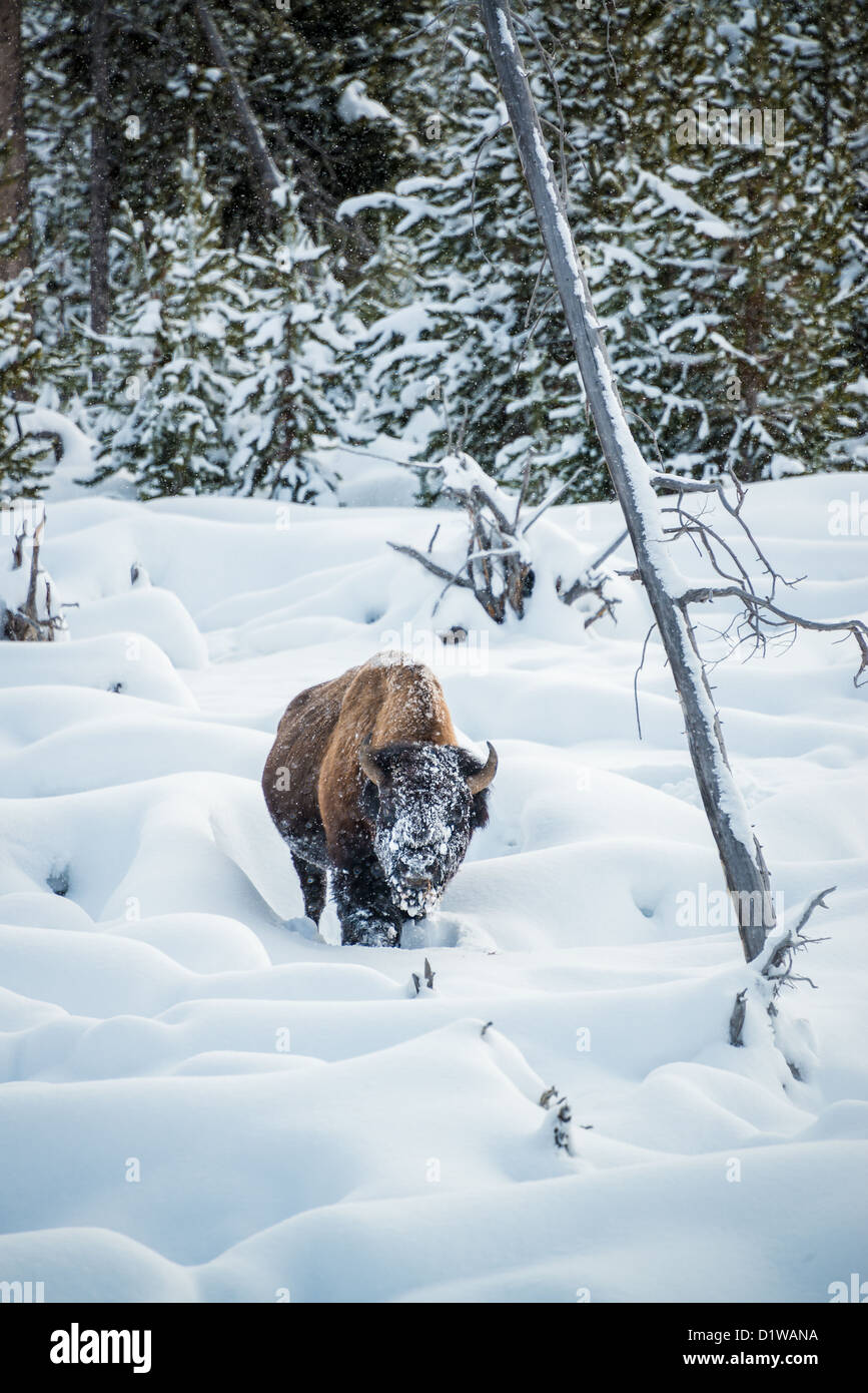 Les bisons dans la neige, Parc National de Yellowstone Banque D'Images