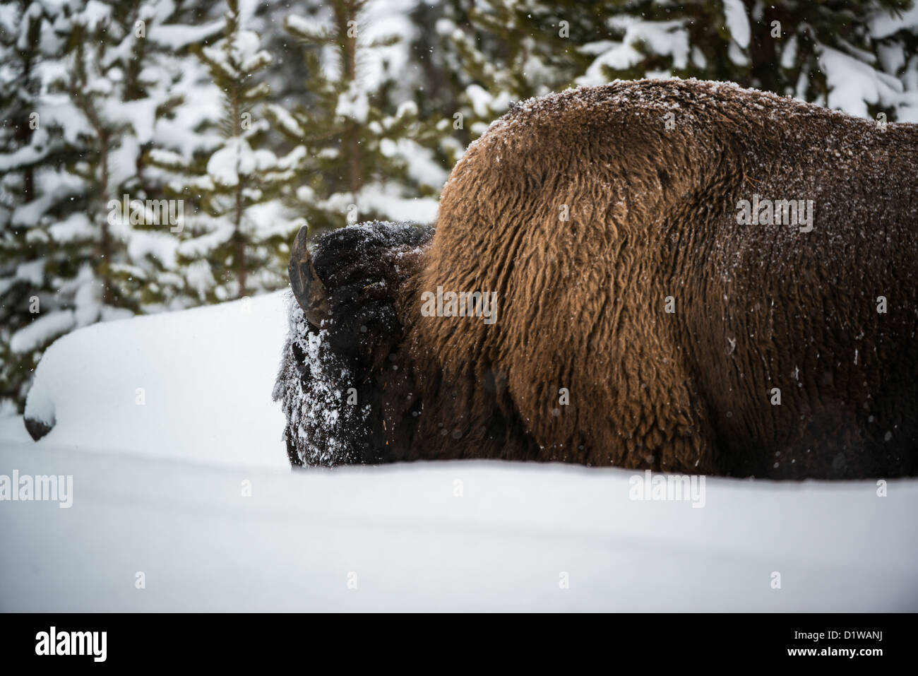Les bisons dans la neige, Parc National de Yellowstone Banque D'Images