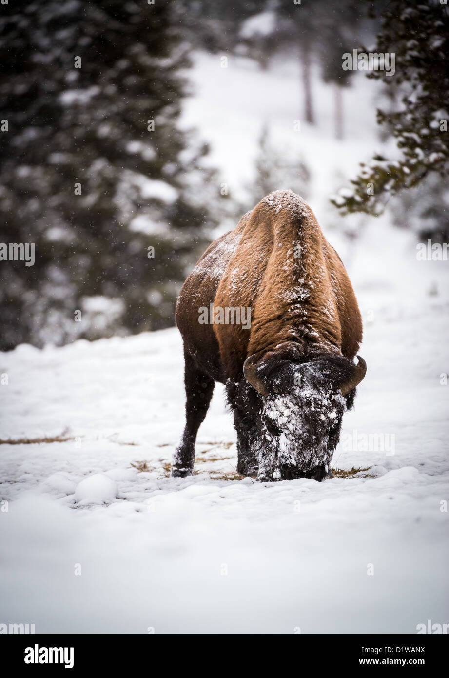 Les bisons dans la neige, Parc National de Yellowstone Banque D'Images