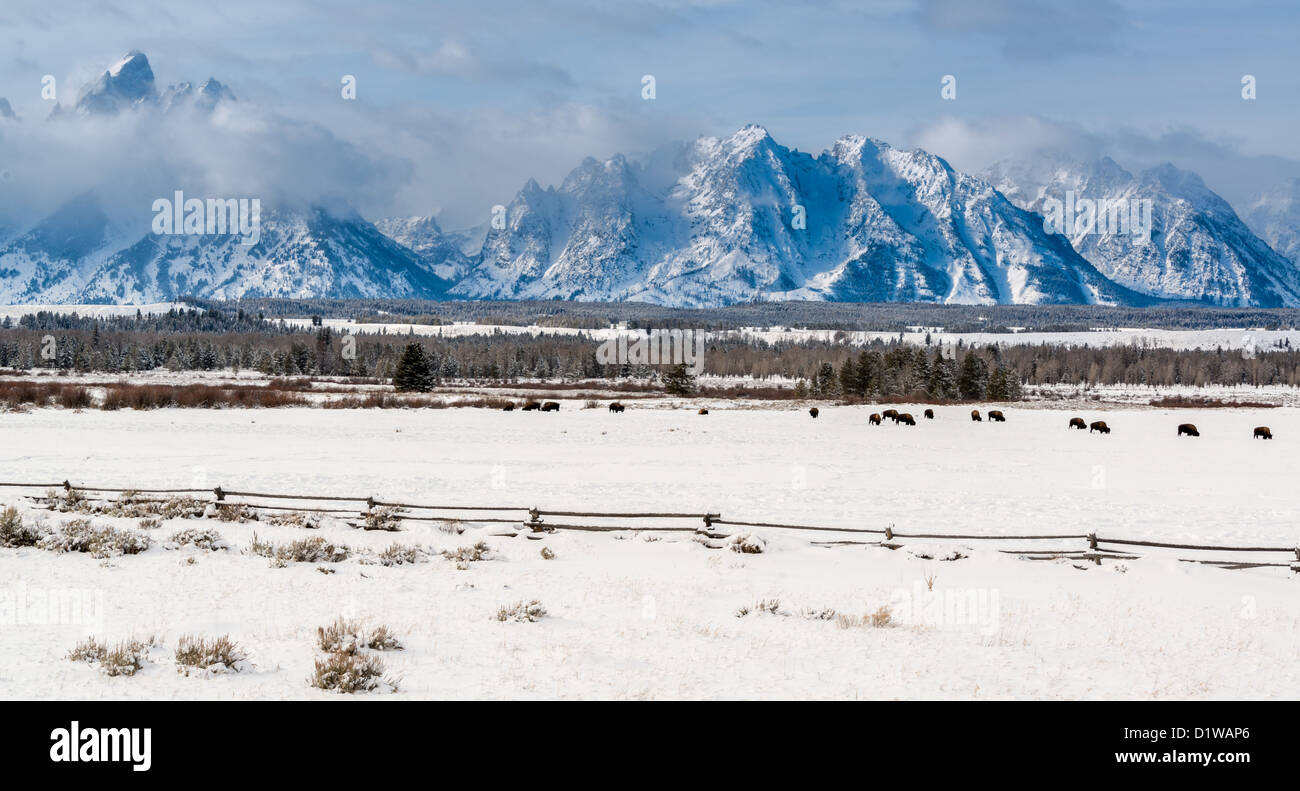 Les bisons du Parc National de Grand Teton Banque D'Images