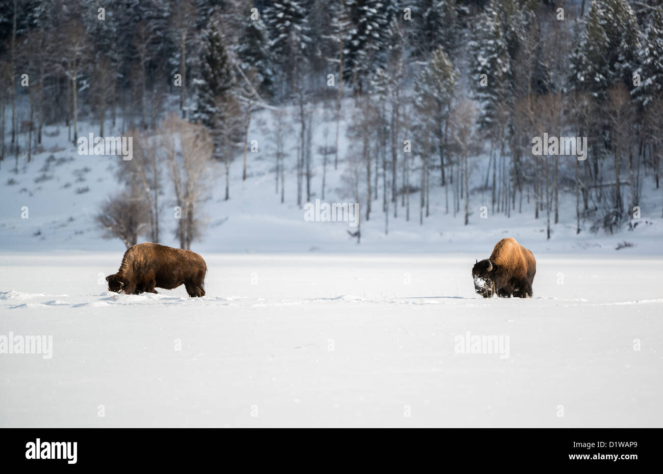 Les bisons du Parc National de Grand Teton Banque D'Images