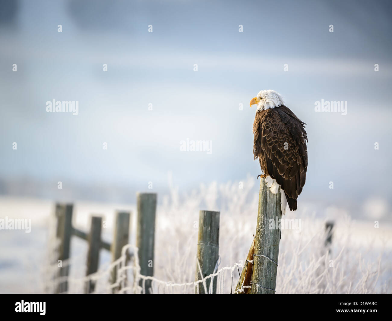 Pygargue à tête blanche dans le Grand Teton National Park Banque D'Images
