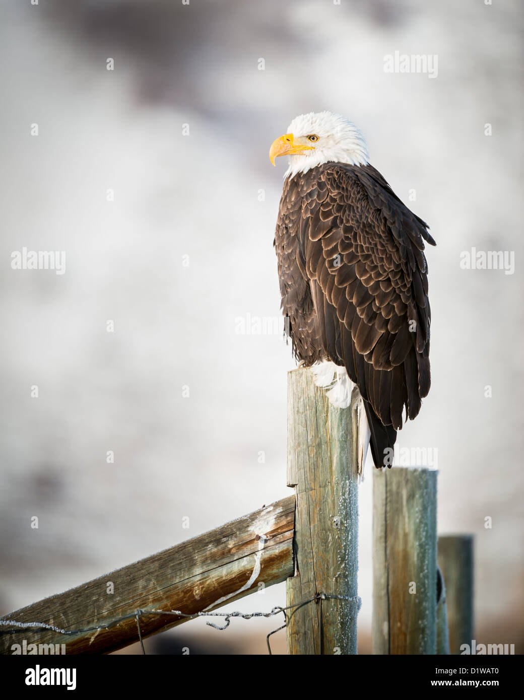 Pygargue à tête blanche dans le Grand Teton National Park Banque D'Images