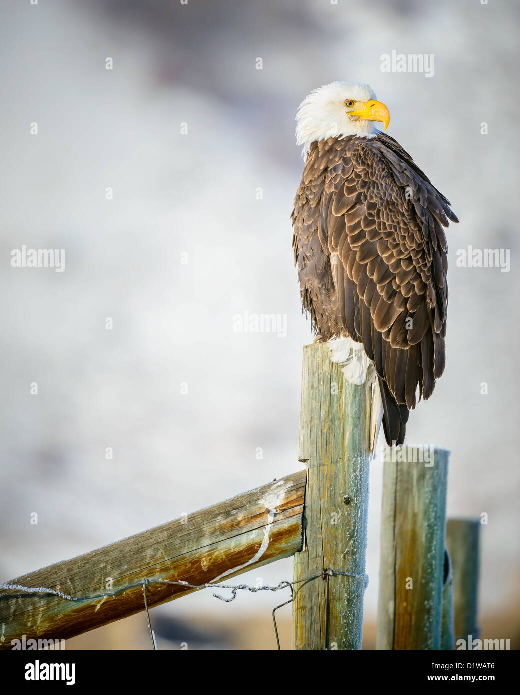 Pygargue à tête blanche dans le Grand Teton National Park Banque D'Images