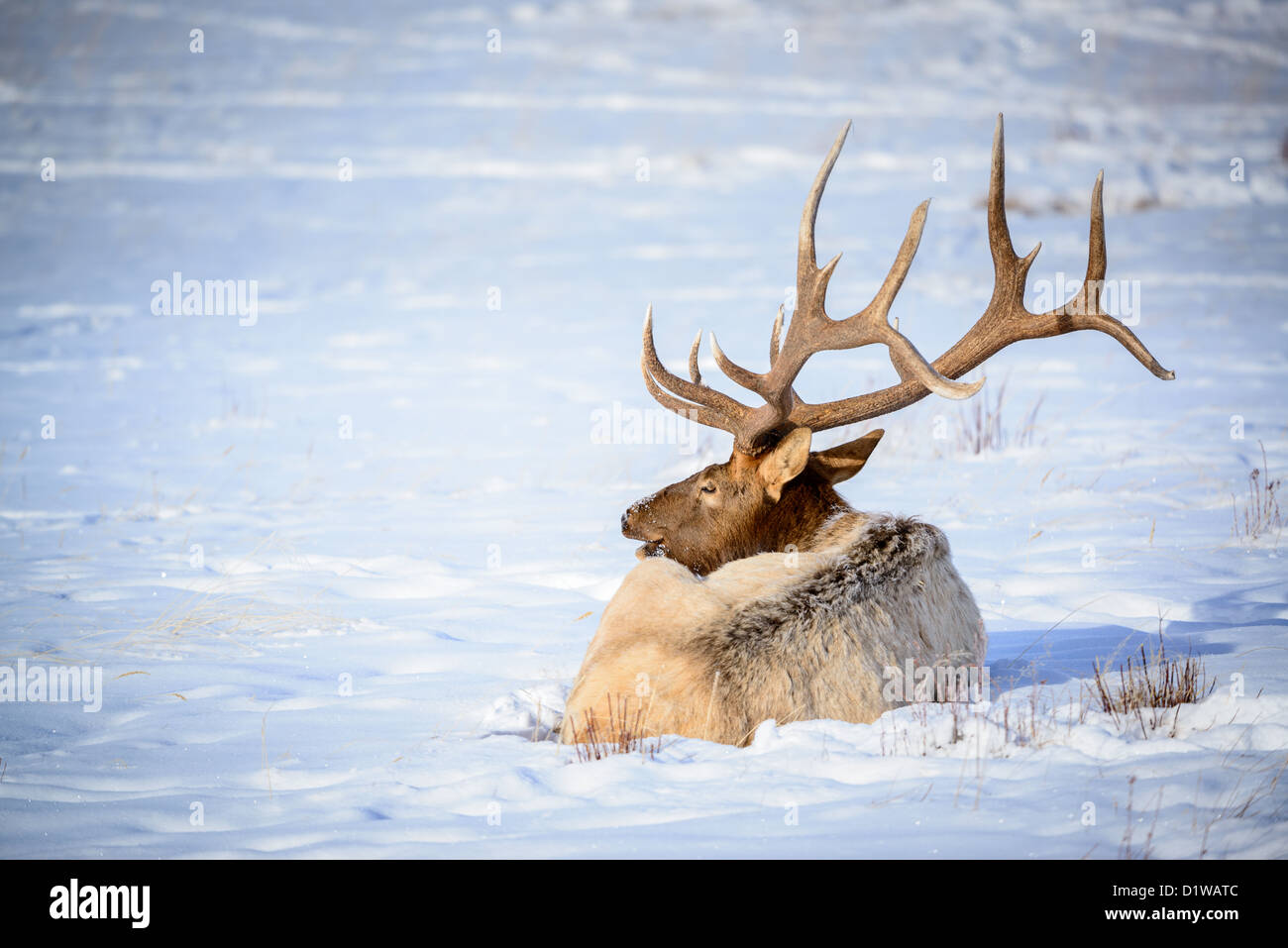 Au niveau national elk refuge Jackson Hole Banque D'Images