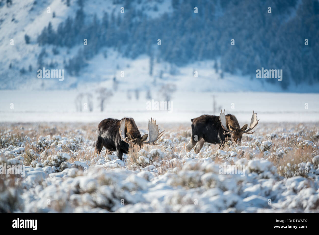 Le pâturage de l'orignal en hiver, Grand Teton National Park Banque D'Images