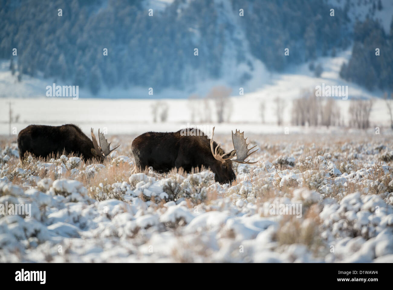 Le pâturage de l'orignal en hiver, Grand Teton National Park Banque D'Images