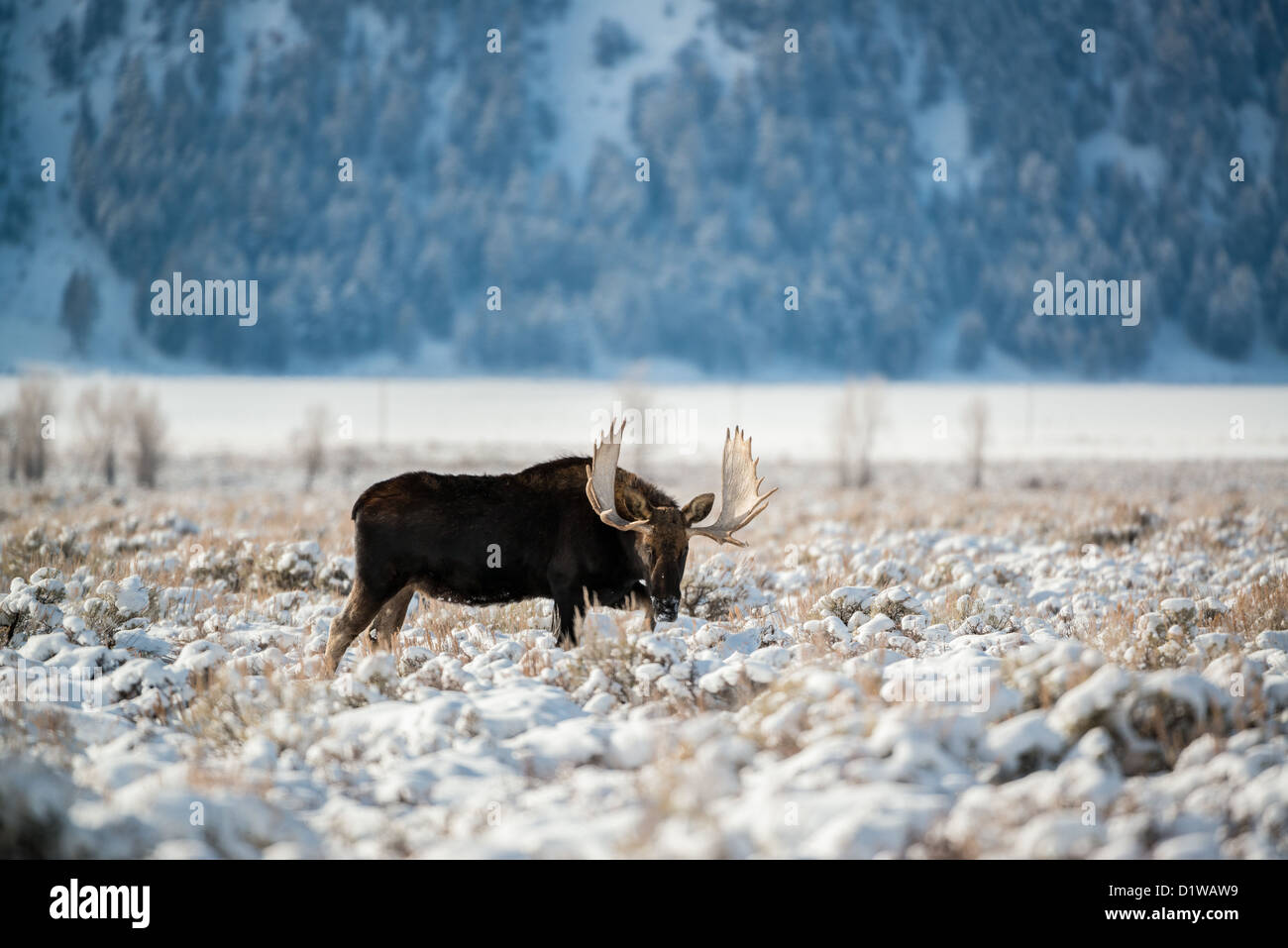 Le pâturage de l'orignal en hiver, Grand Teton National Park Banque D'Images