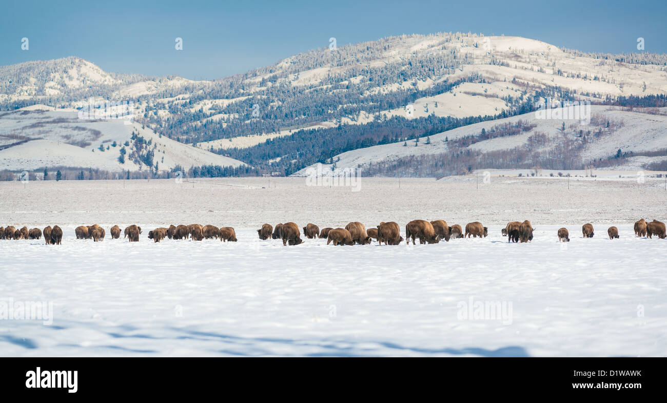 Les bisons du Parc National de Grand Teton Banque D'Images