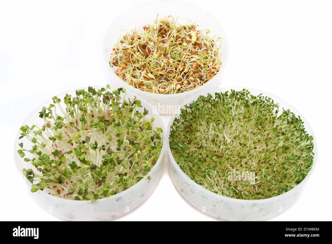 Trois bacs de choux frais biologiques. Tiroirs contiennent avant la luzerne et pousses de radis et de l'arrière bac contient un mélange de lentilles Banque D'Images