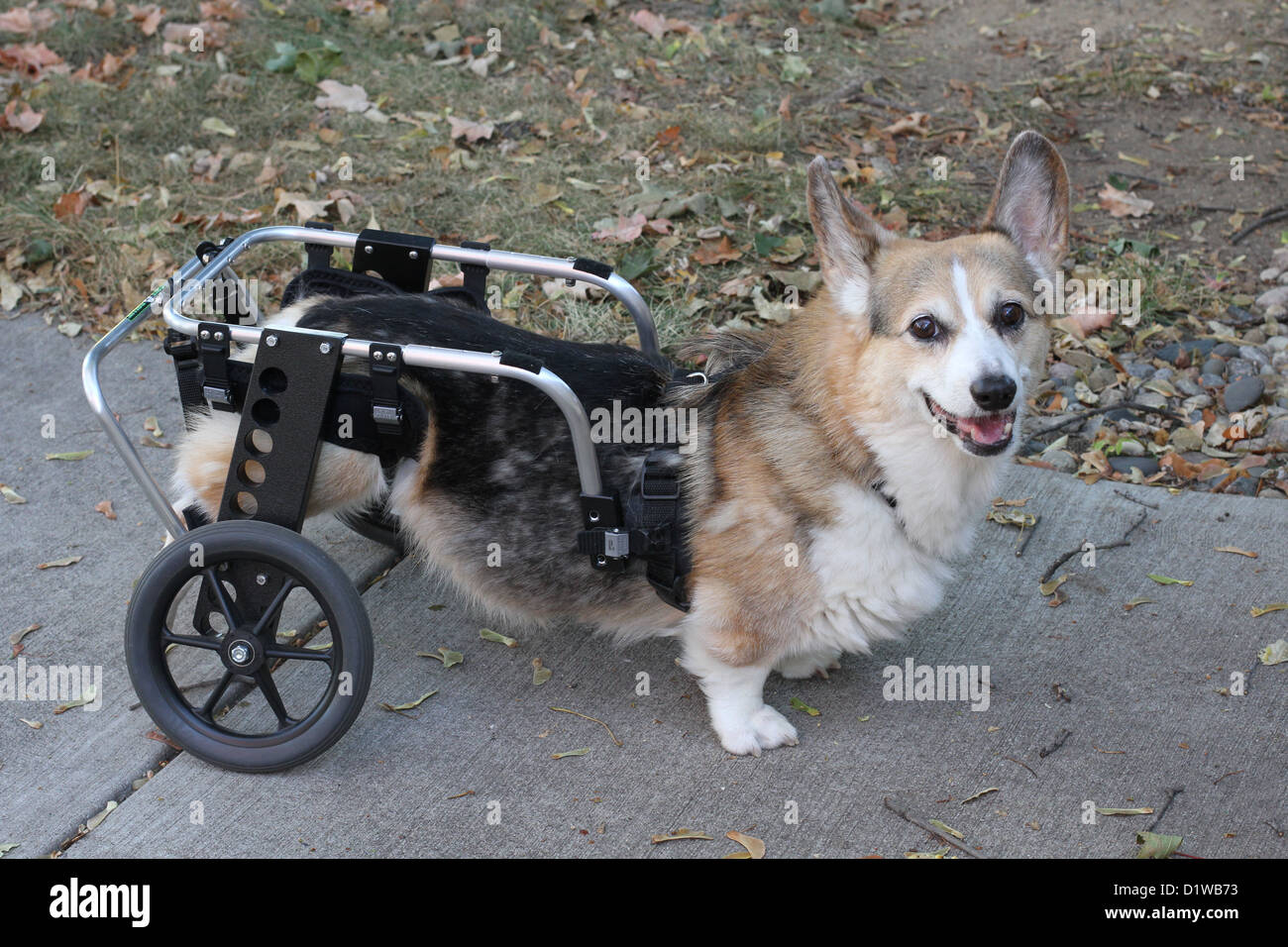 Une mobilité Corgi chien avec un panier. Banque D'Images