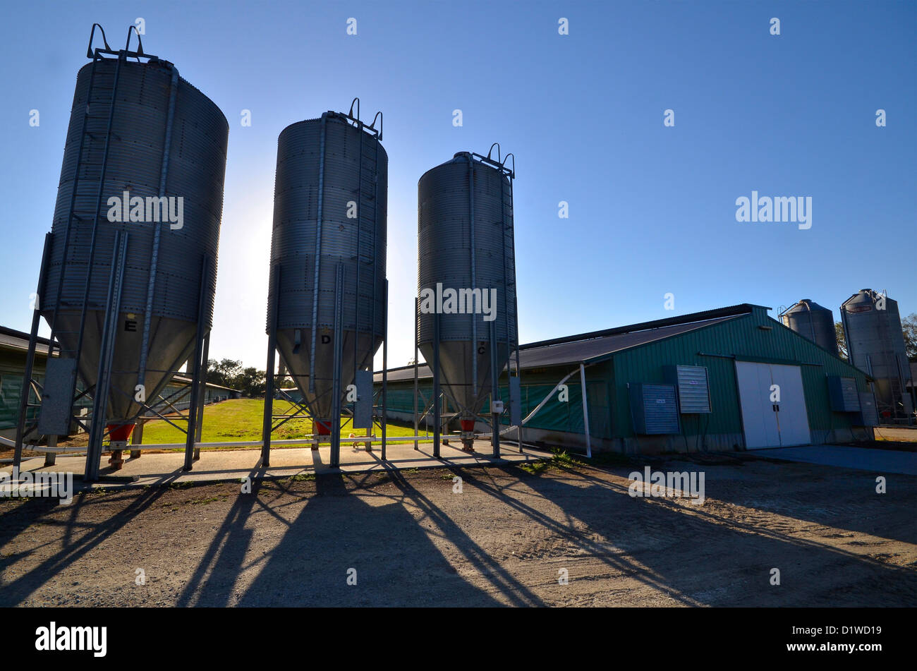 Les silos d'aliments pour animaux, élevage de poulets, de l'Australie du Sud Banque D'Images