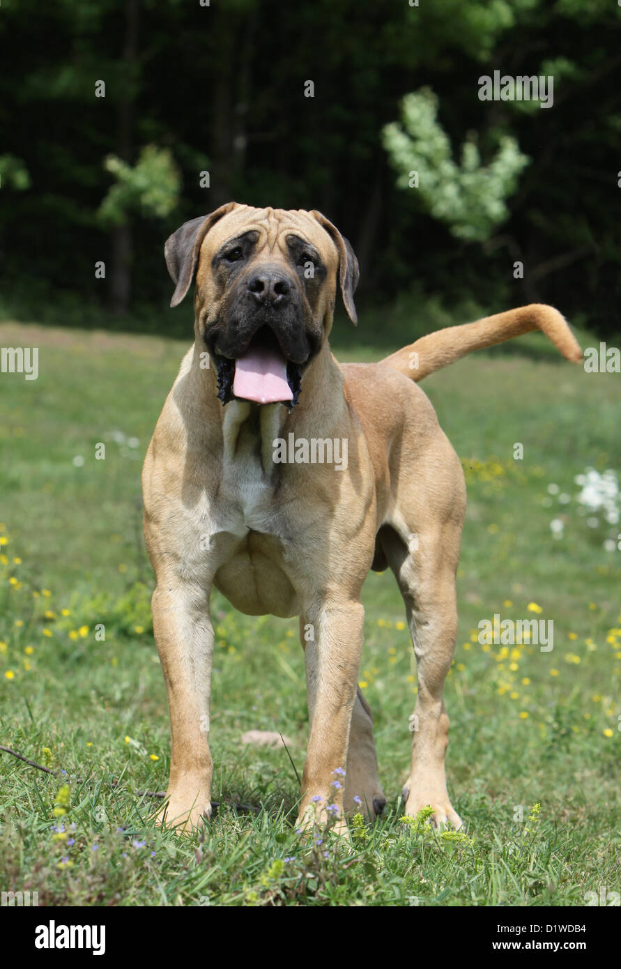 Boerboel Boerbull / chien / Afrique du Sud l'article adultes Mastiff Banque D'Images