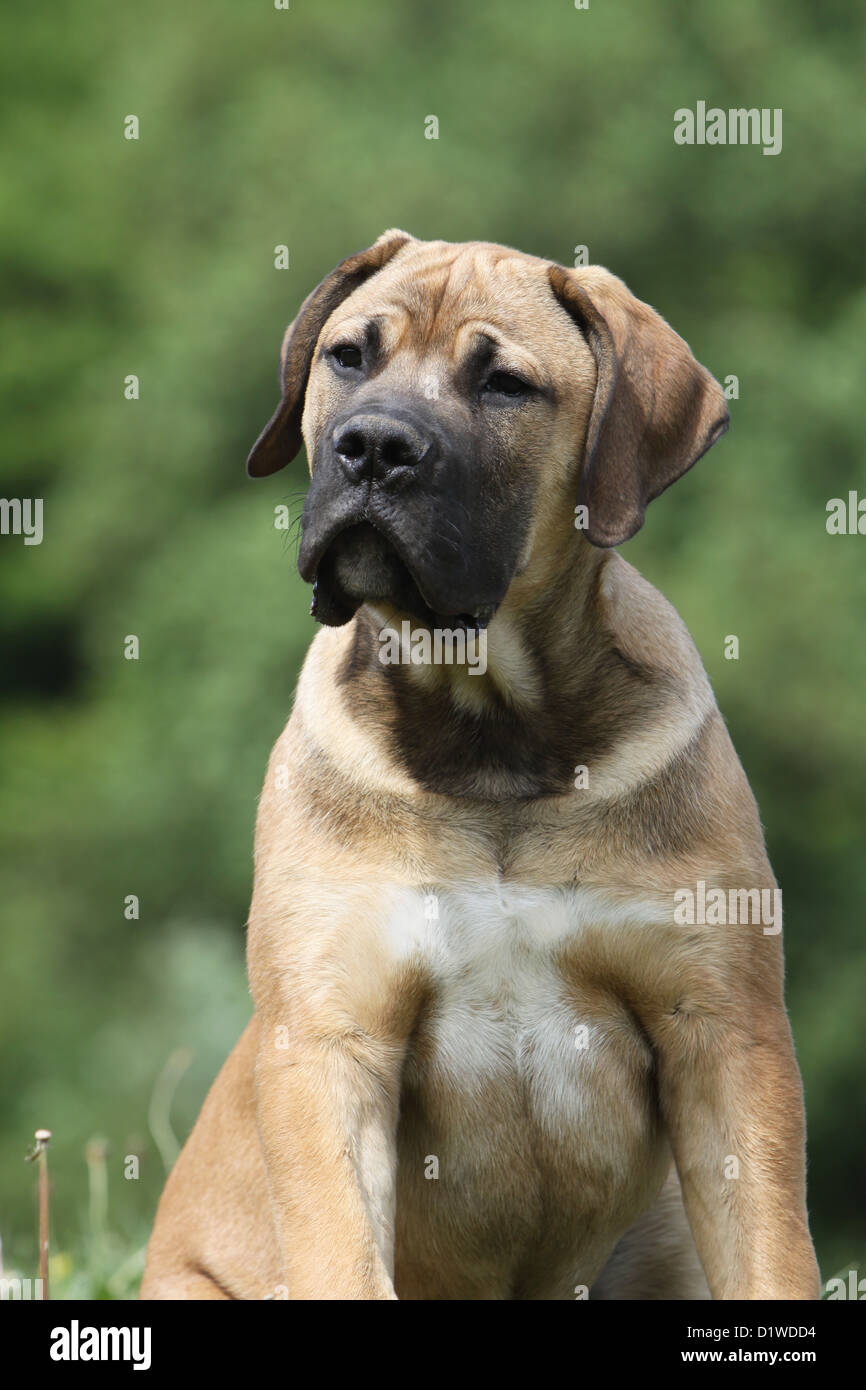 Boerboel Boerbull / chien / South African Mastiff puppy portrait profile Banque D'Images