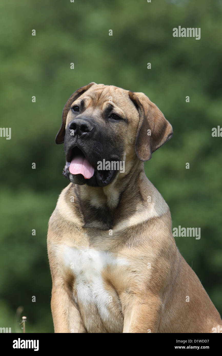 Boerboel Boerbull / chien / South African Mastiff puppy portrait profile Banque D'Images