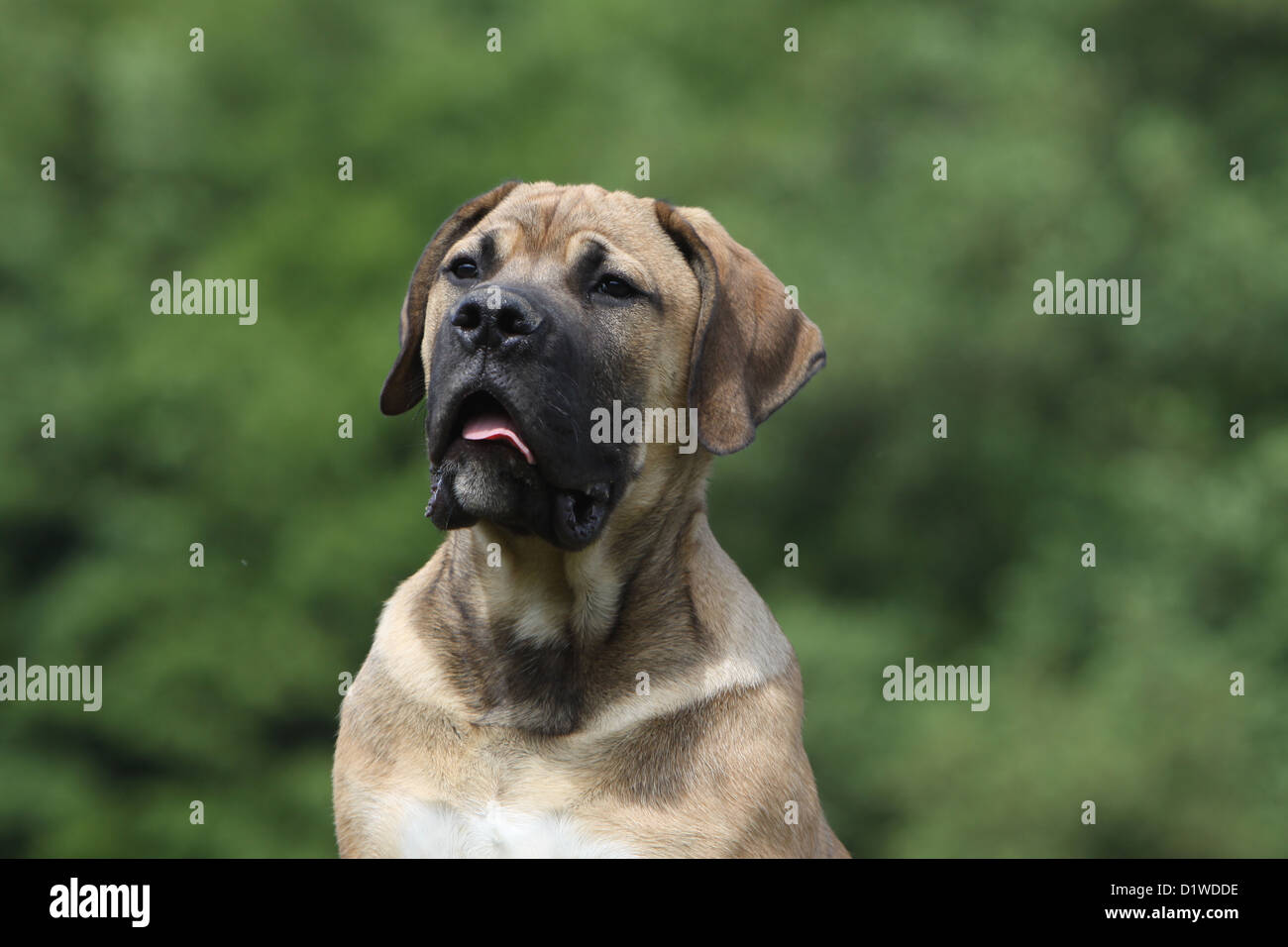 Boerboel Boerbull / chien / Mastiff puppy portrait de l'Afrique du Sud Banque D'Images
