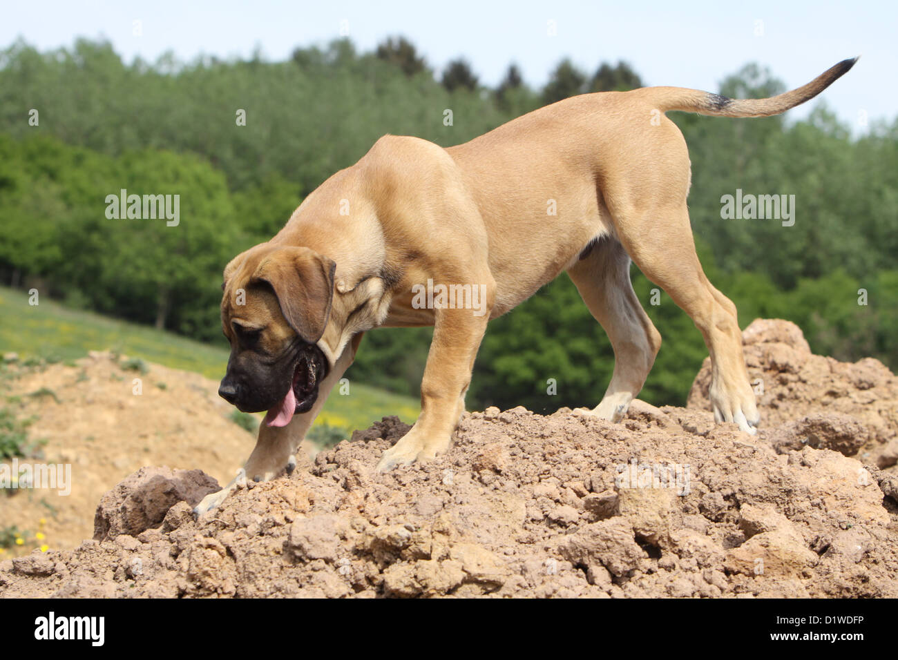 Boerboel Boerbull / chien / chiot Mastiff d'Afrique du Sud randonnées Banque D'Images