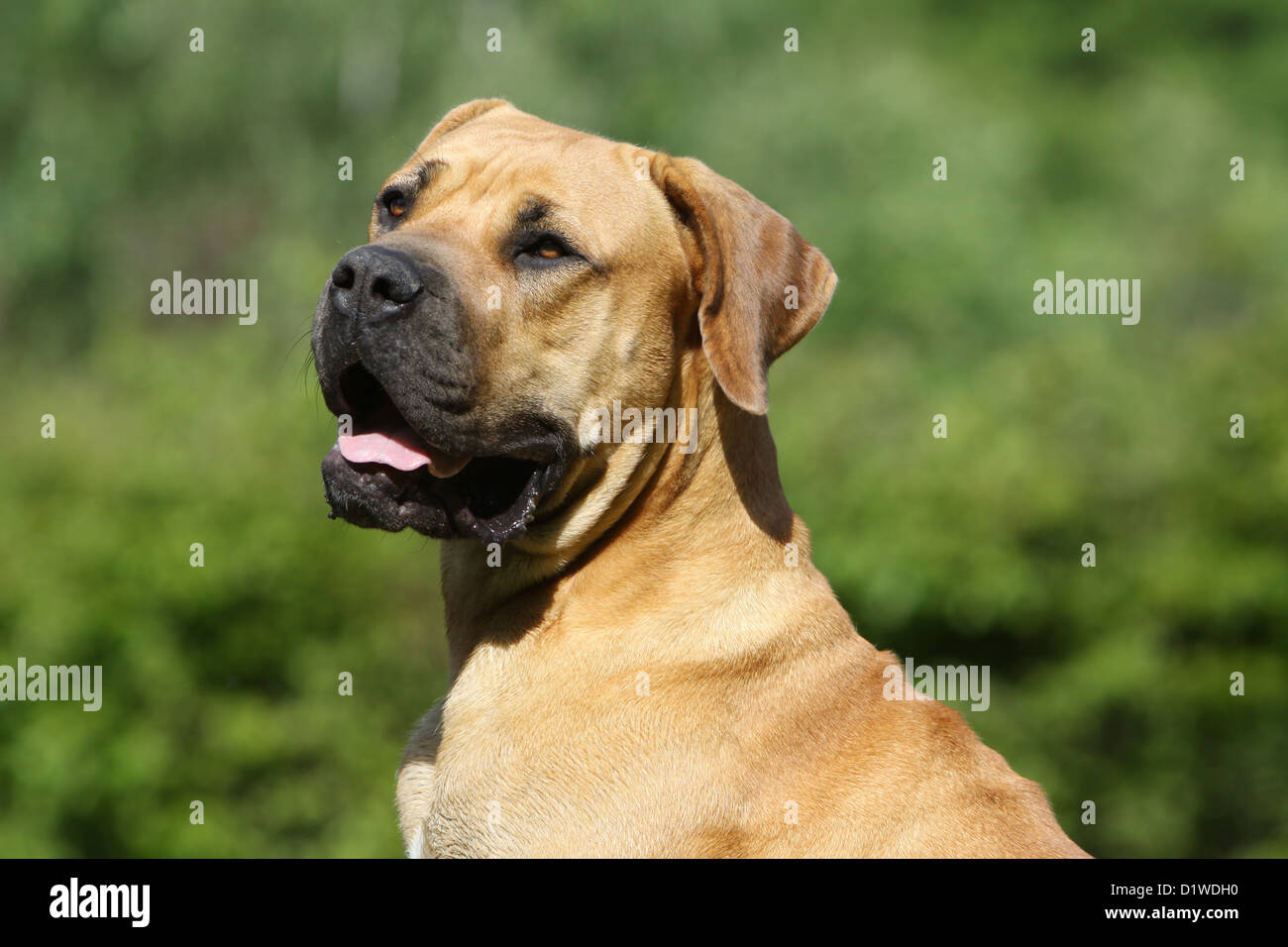 Boerboel Boerbull / chien / Sud-Africains adultes Mastiff profil portrait Banque D'Images