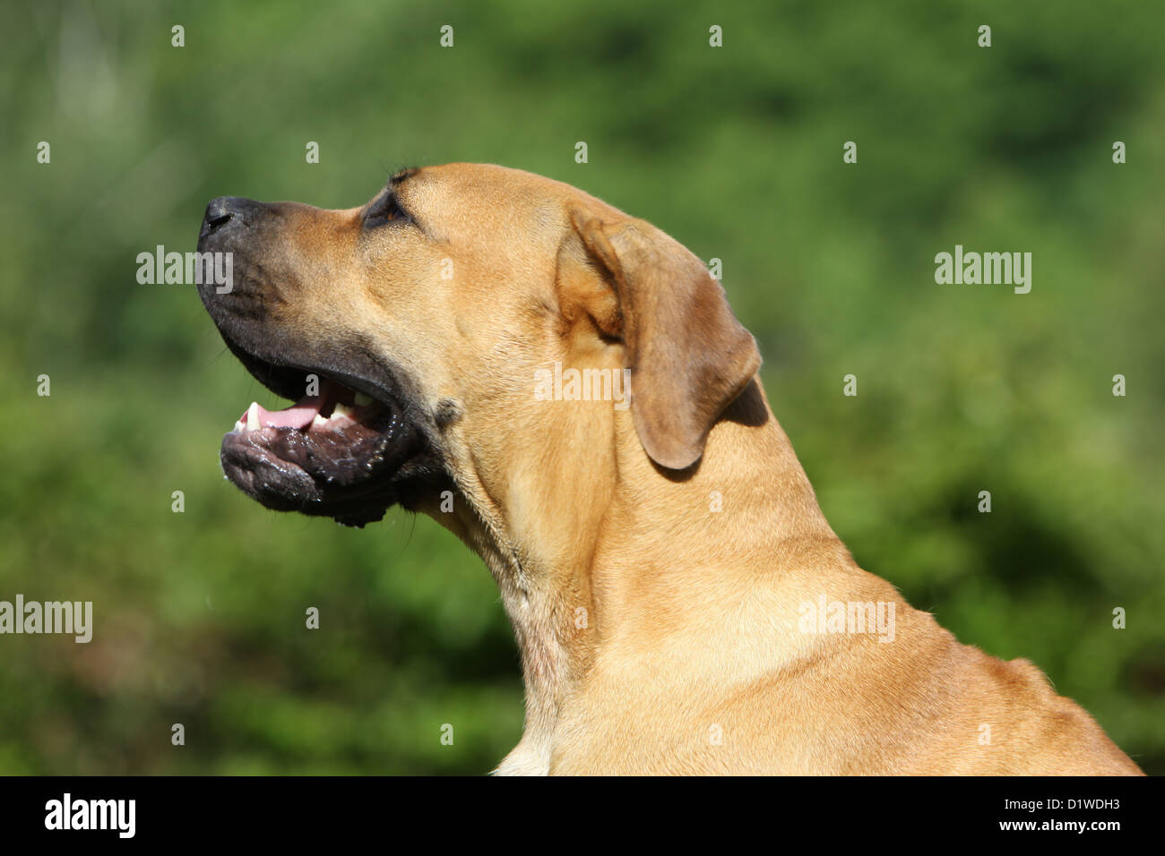 Boerboel Boerbull / chien / Sud-Africains adultes Mastiff profil portrait Banque D'Images