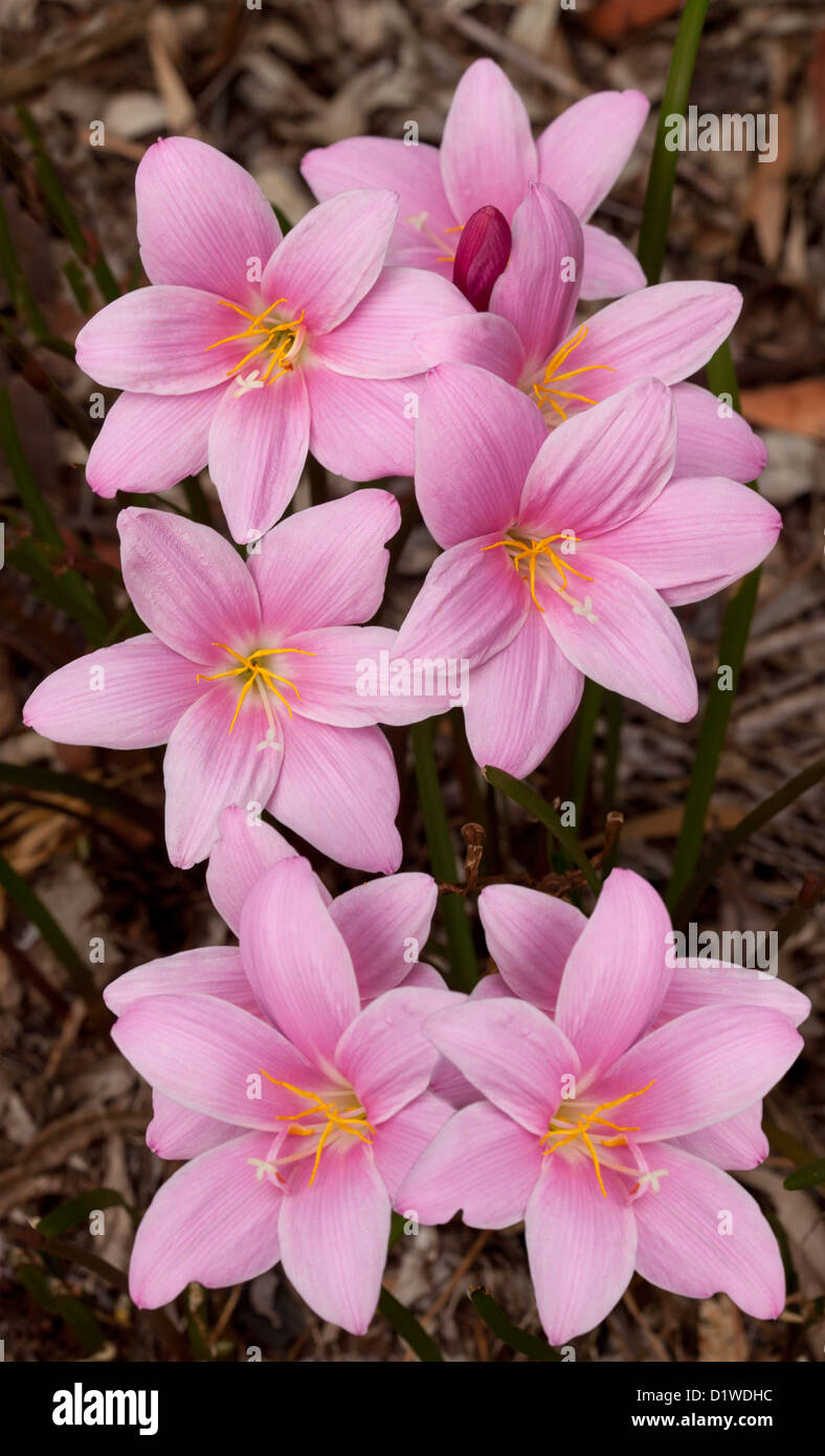 Grappe de fleurs rose vif de Zephyranthes grandiflora rosea syn Banque D'Images