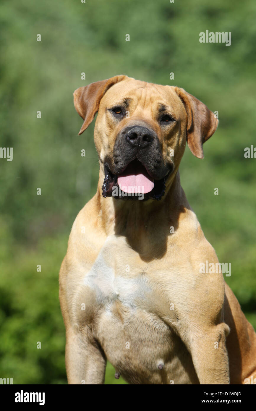 Boerboel Boerbull / chien / Afrique du Sud portrait visage adultes Mastiff Banque D'Images
