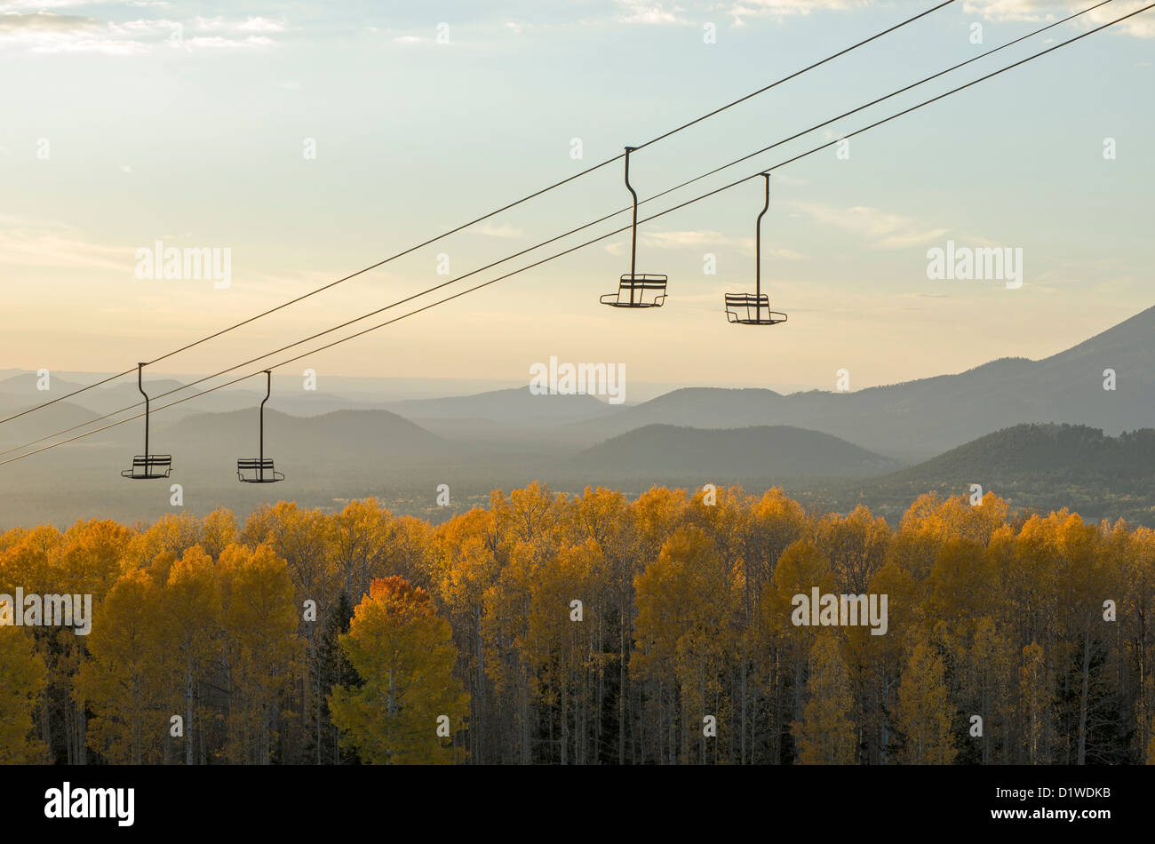 Les trembles transformer un jaune brillant à l'automne à l'Arizona Snowbowl, près de Flagstaff, Arizona, USA Banque D'Images