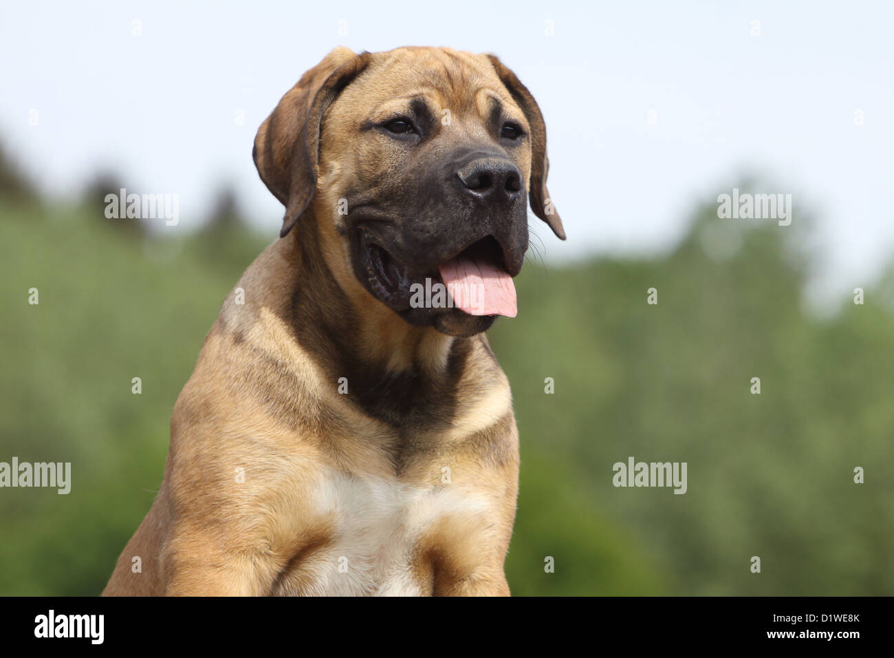 Boerboel Boerbull / chien / Mastiff puppy portrait de l'Afrique du Sud Banque D'Images