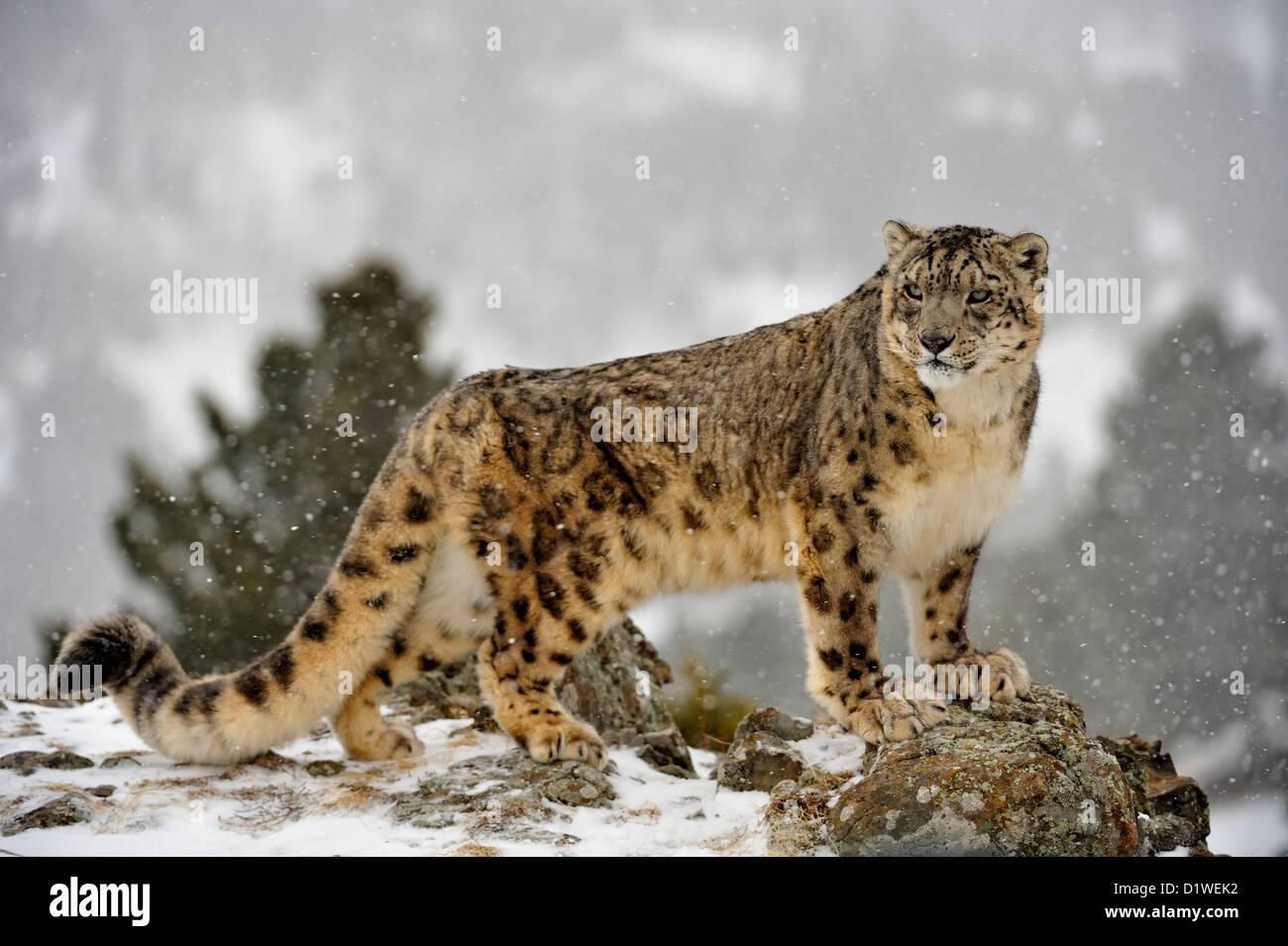 Snow Leopard (Panthera uncia Uncia uncia) ou en captivité, soulevées spécimen, Bozeman Montana, États-Unis Banque D'Images